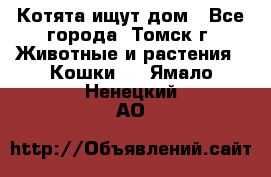 Котята ищут дом - Все города, Томск г. Животные и растения » Кошки   . Ямало-Ненецкий АО